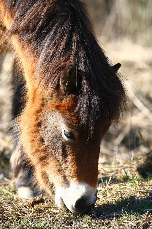 Exmoor Pony Foal, grazing - CC BY-SA 4.0 - Photo: Adam Hauner