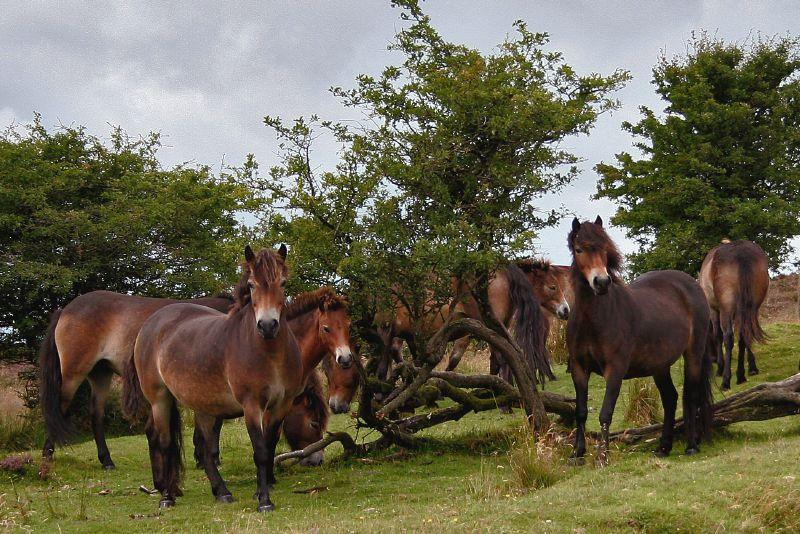  A herd of Exmoor ponies, showing off their very similar coats. - CC BY 2.0 - Photo: Mark Robinson