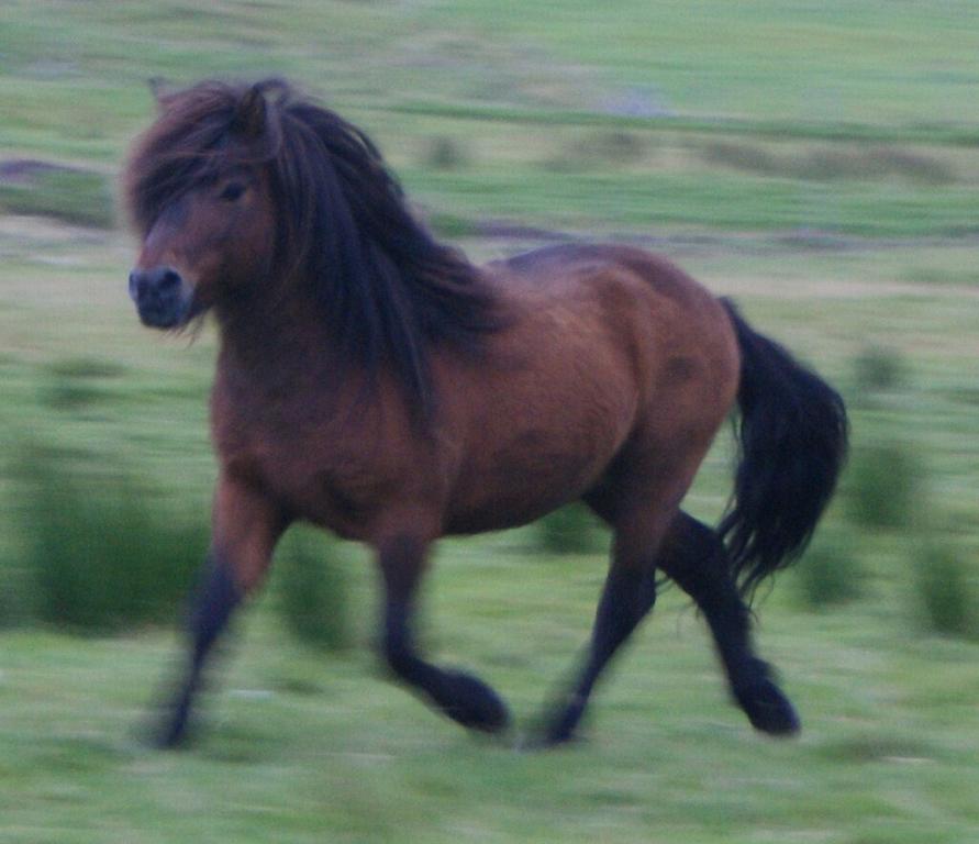  Faroe Island pony trotting. - CC BY 3.0 - Maria Joensen