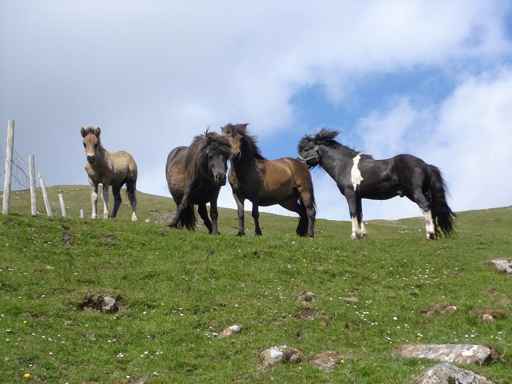 A group of Faroese ponies. - CC BY 3.0 - Maria Joensen