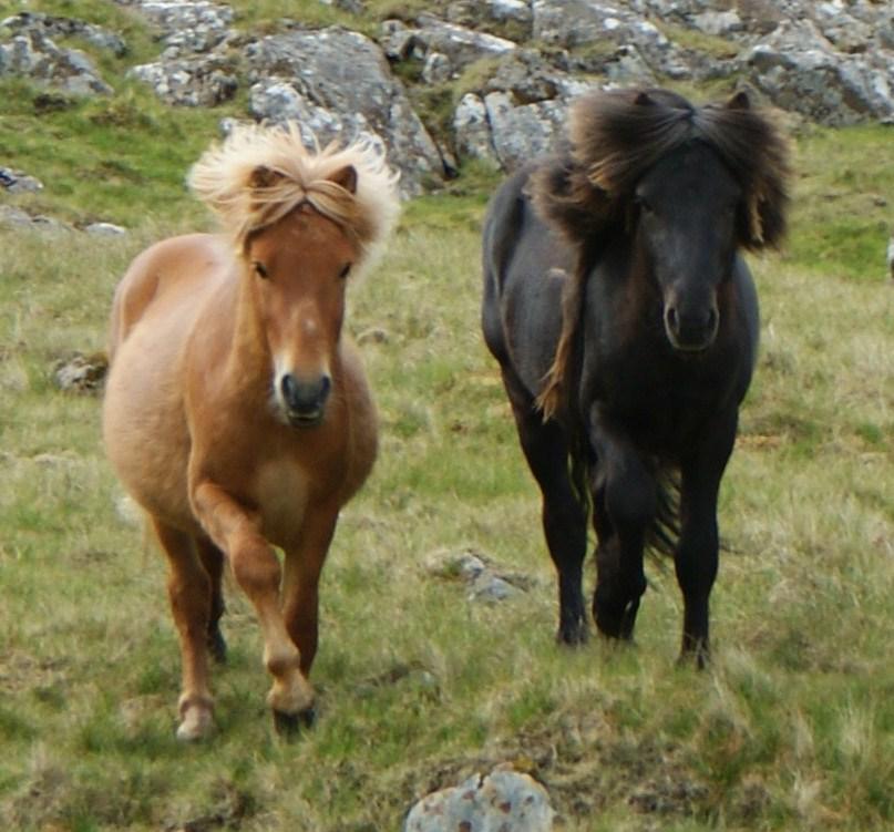 Two Faroe Island ponies at a walk. - CC BY 3.0 - Maria Joensen