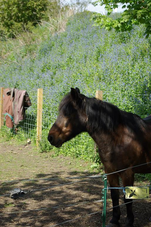 Forehand of a bay Faroe Island pony in summer coat. - CC BY-SA 4.0 - Nick
