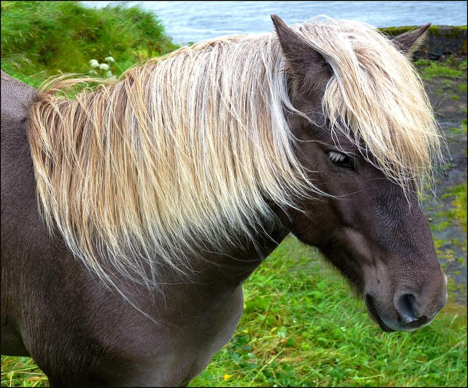 A head of a silver-black Faroe. - CC BY-SA 3.0 - patano