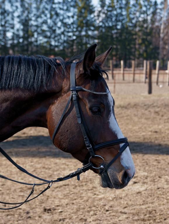 Head of a Finnish warmblood gelding - Photo: kallerna