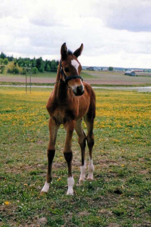 Newborn Finnish warmblood foal from spring 2004 - Photo: Hanna V