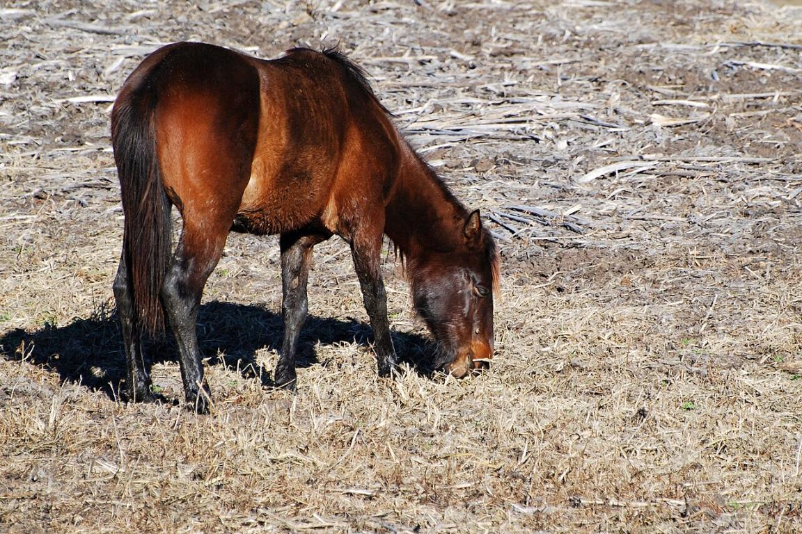 Cracker horse in the Paynes Prairie State Preserve - CC BY 2.0 - Geoff Gallice