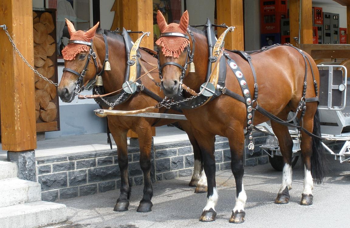 Teaming of two Franches-Montagnes in Adelboden in the canton of Bern. - CC BY-SA 3.0 - Irmgard