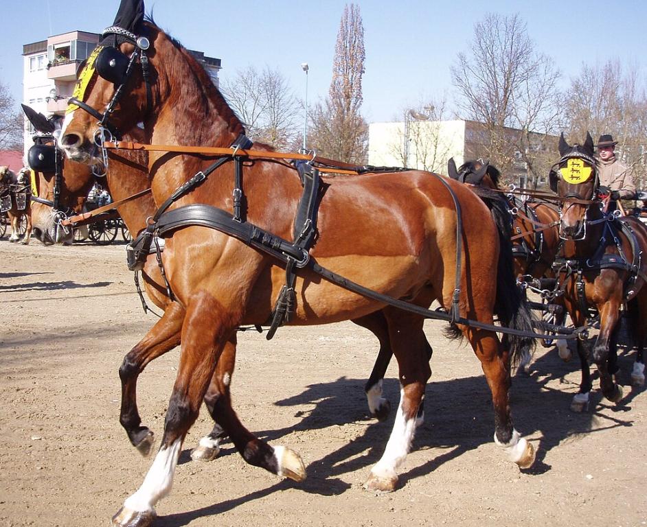 Pair of harnessed Gelderland - Public domain - Xocolatl