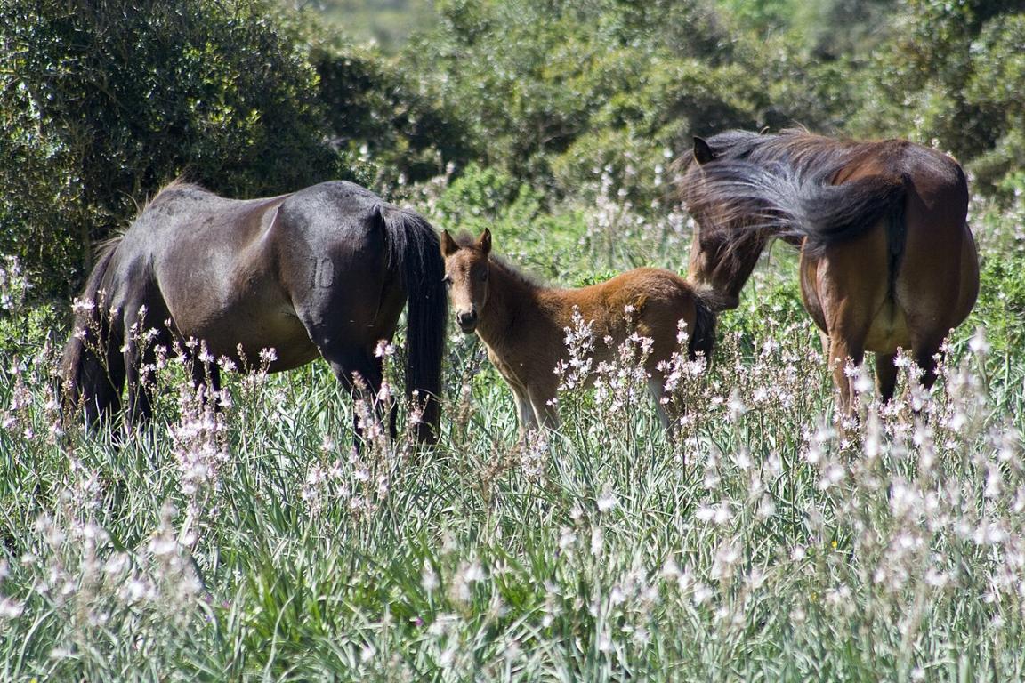 Group of Giara horses in spring. - CC BY-SA 4.0 - Michele Zucca