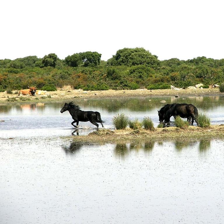 Horses of the Giara in Genoni. - CC BY-SA 3.0 - Comune di Genoni
