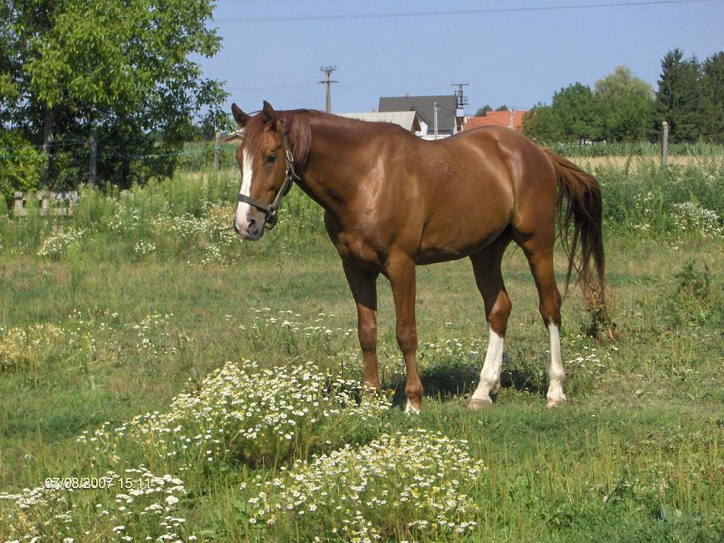 Gidran Cheval - CC BY-SA 3.0 - Photo: Siheder