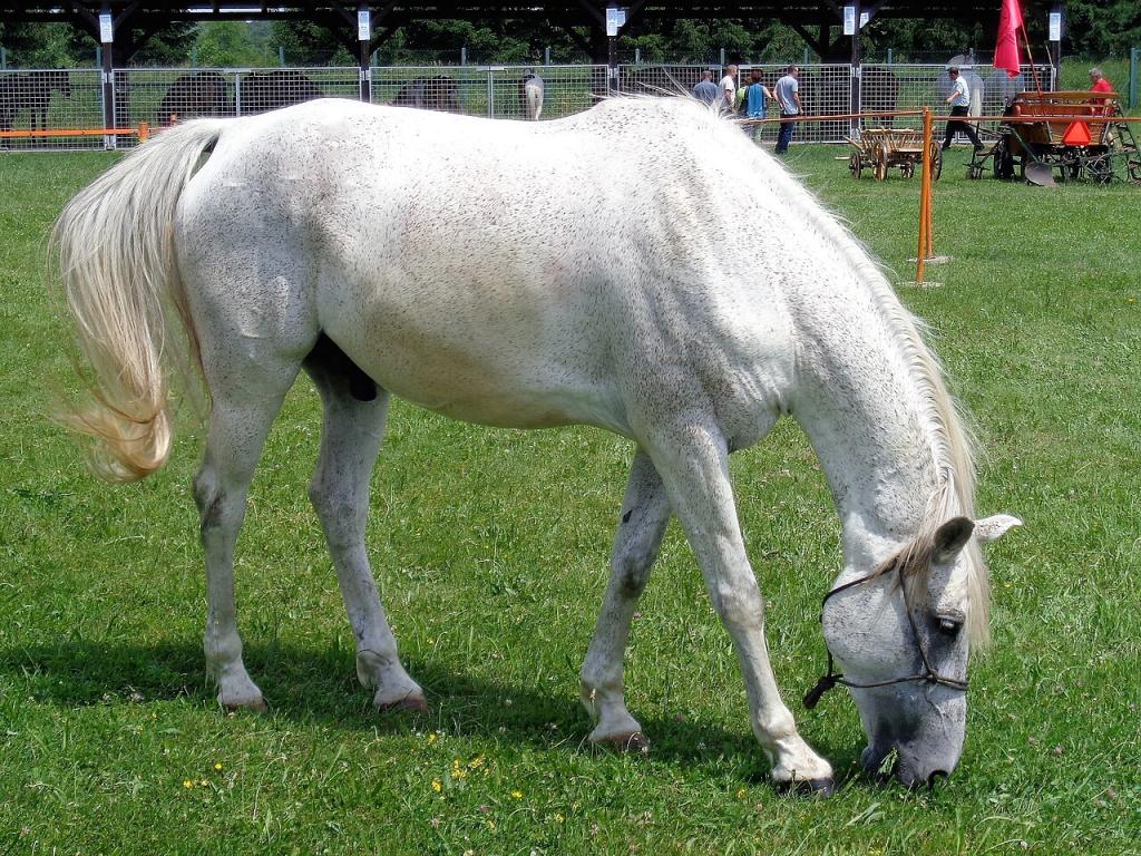 Gidran at a horse show in Croatia - CC BY-SA 4.0 - Photo: Silverije