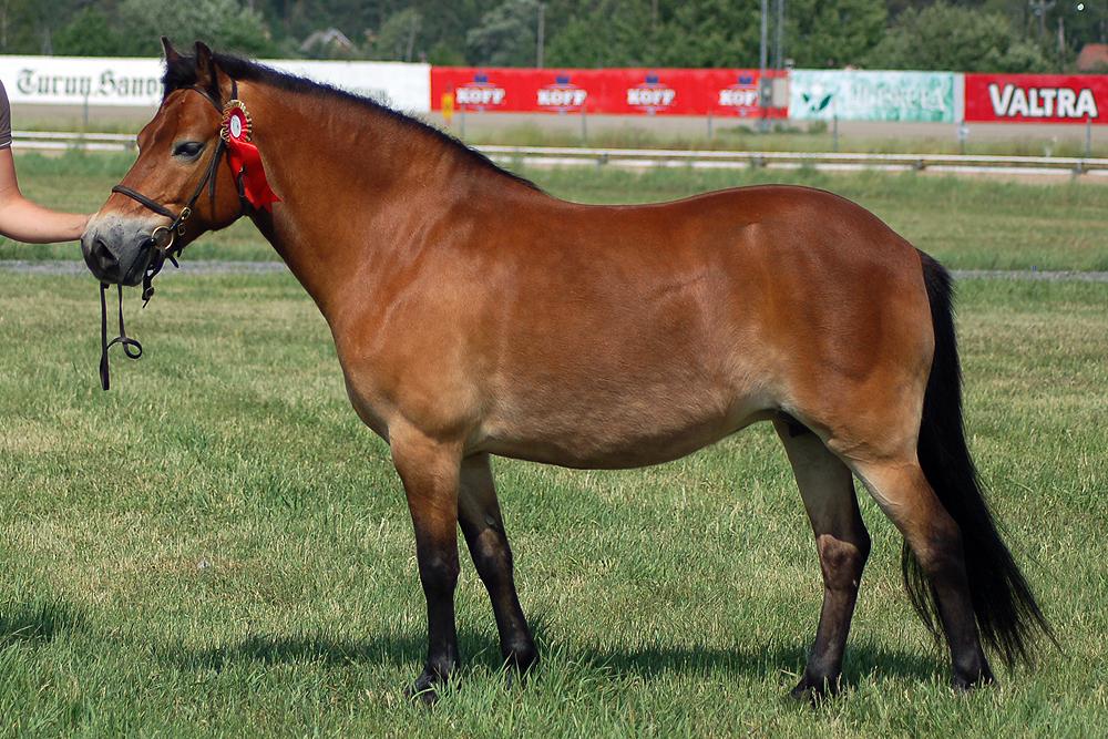 11-year-old bay Gotland mare, first prize-winning broodmare, at a Gotland Russ show in 2009 in Turku. - Photo: Sallis Lindqvist