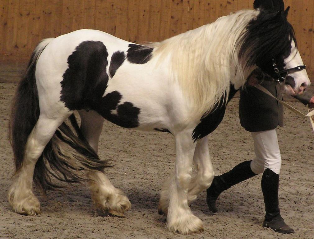 A model of a piebald Irish Cob with its characteristic abundant mane, at a show in Prague, Czech Republic. - CC BY-SA 3.0 - Photo: Karakal