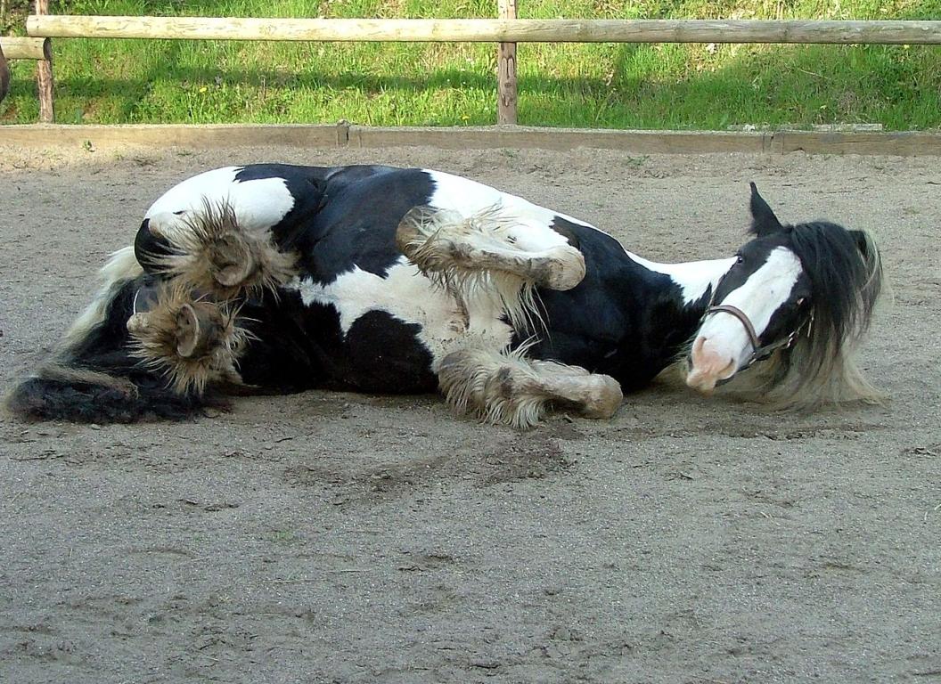 Cob Gypsy rolling around. - CC BY-SA 3.0 - Photo: Borsi112