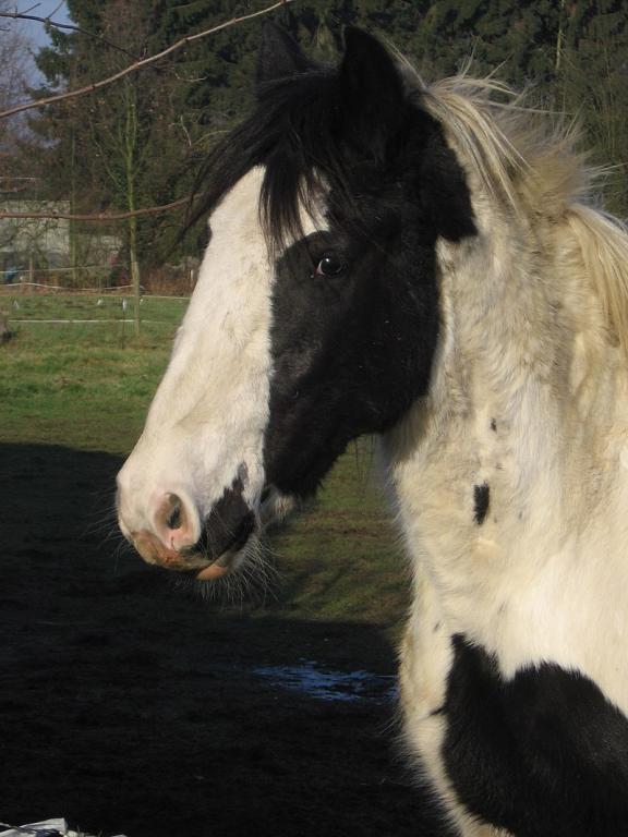  Irish Cob head - CC BY-SA 2.0 - Photo: florisla
