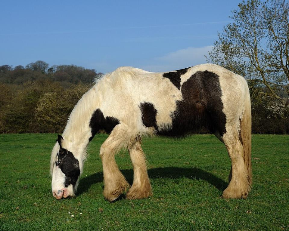  Irish Cob - Gypsy Cob - Tinker, Pie tobiano on black base. - CC BY-SA 3.0 - Photo: Saffron Blaze