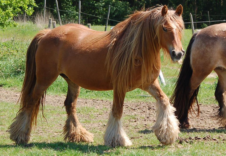 Irish Cob - Gypsy Cob - Tinker Chestnut - CC BY-SA 3.0 - Photo: Sweetyseb
