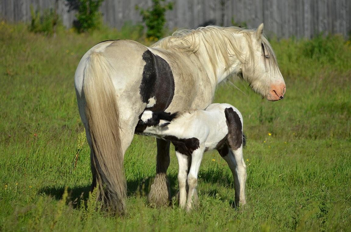  Gypsy Cob mare and her foal in England. - CC BY 2.0 - Photo: Phil Sangwell