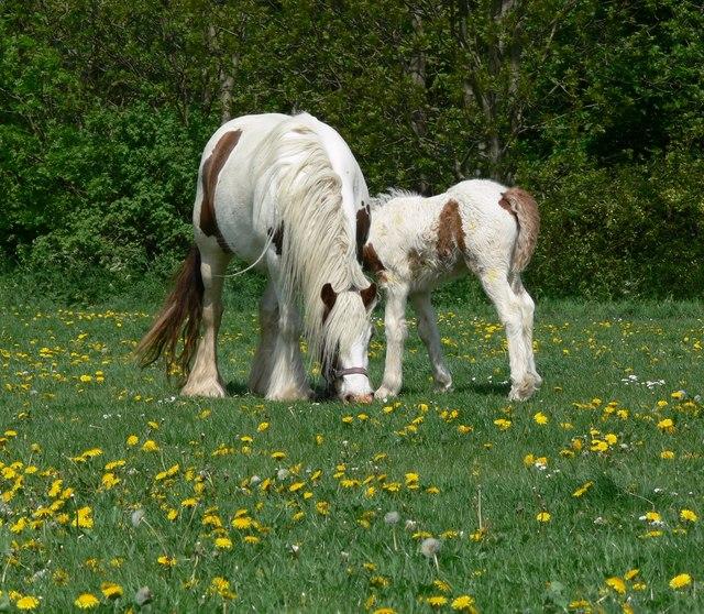 Gypsy Cob mare and foal - CC BY-SA 2.0 - Mat Fascione