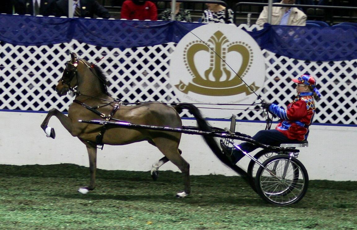 Horse Hackney, en 2007. - Photo : Equinologist