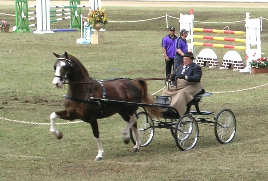 A Hackney carriage driving competition. - CC BY-SA 3.0 - Cgoodwin