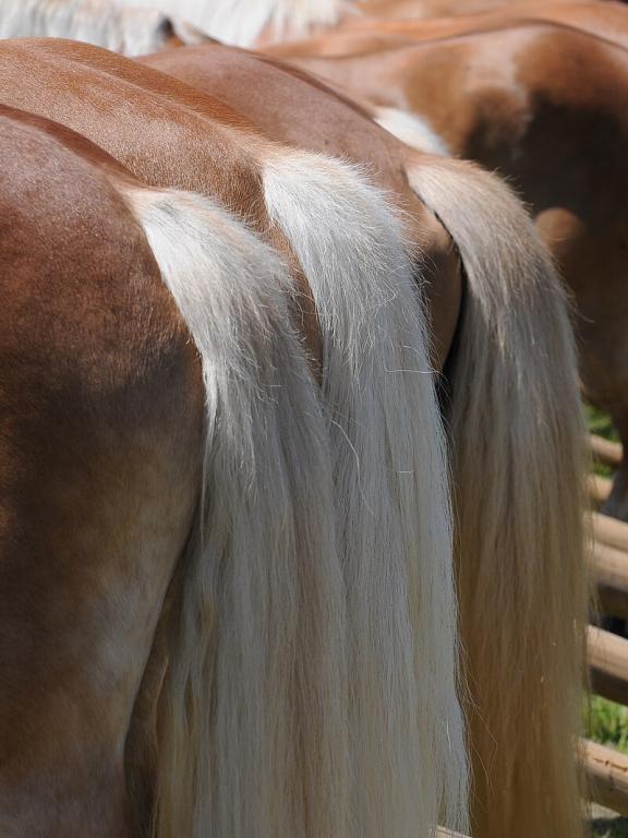 Detail of the rump and tail. - Photo: Böhringer Friedrich
