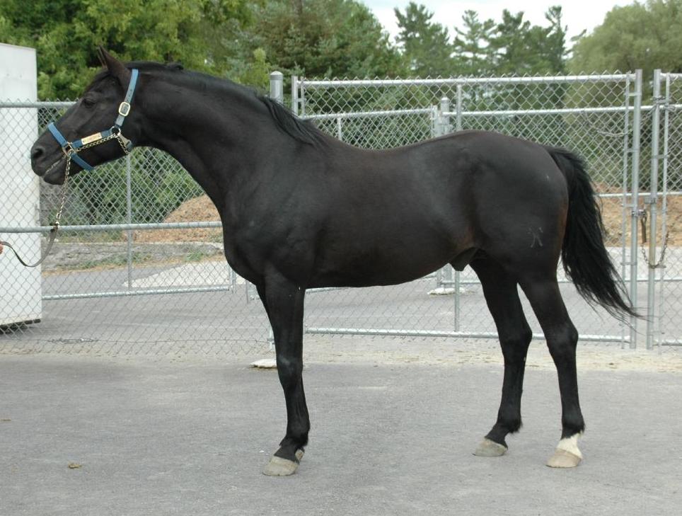 Black Hanoverian stallion, model.