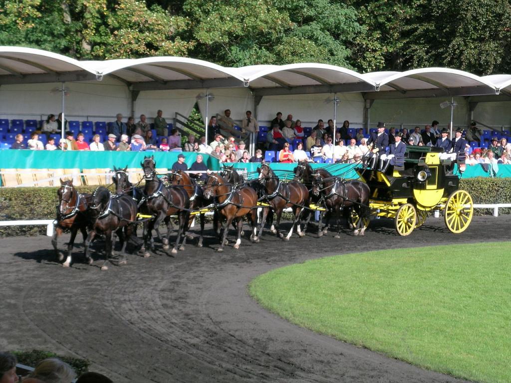 Team of ten Hanoverians in harness.