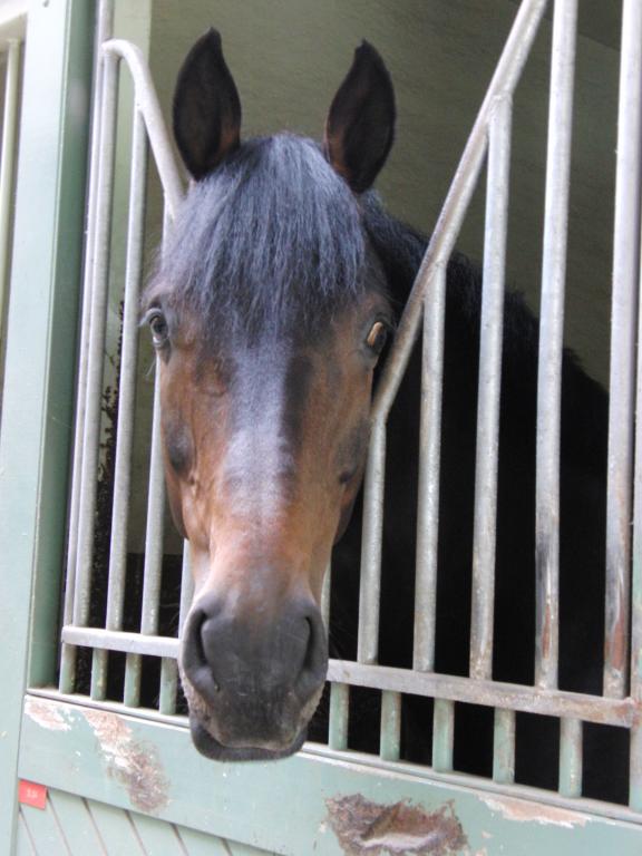  Head of a Hanoverian horse.