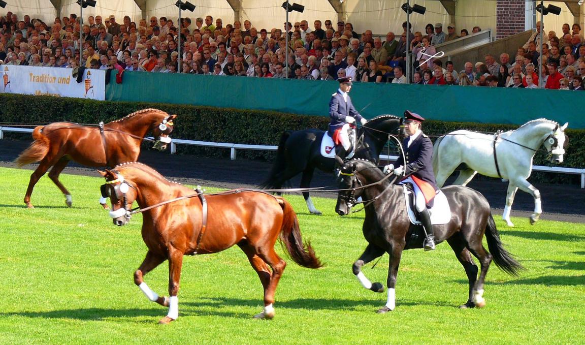 Hanoverian parade at the Celle State Stud.