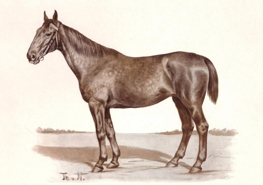  The Hanoverian Rappstute, born in 1883 in Dochtersen.