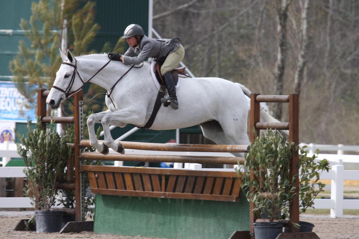 In the United States, Holsteiners can be successful show hunters.