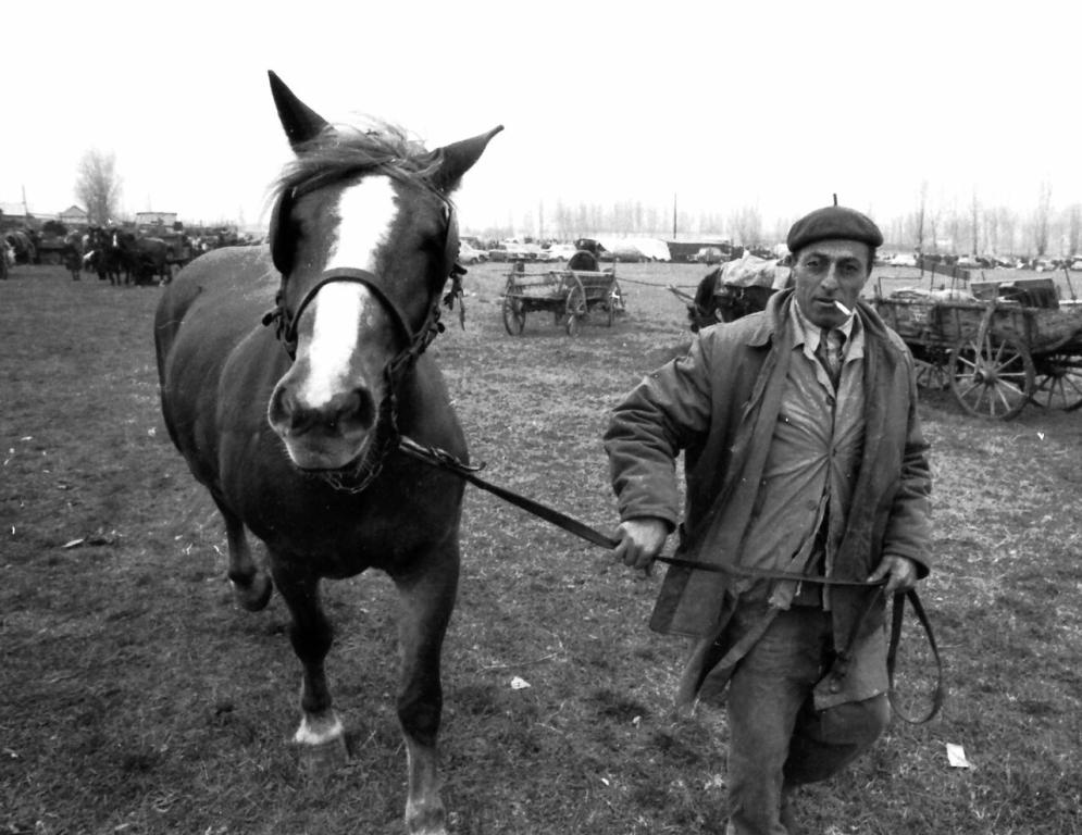 Draft horse led by a man in Szekszárd. - CC BY-SA 3.0 - Photo: FORTEPAN / Bakó Jenő