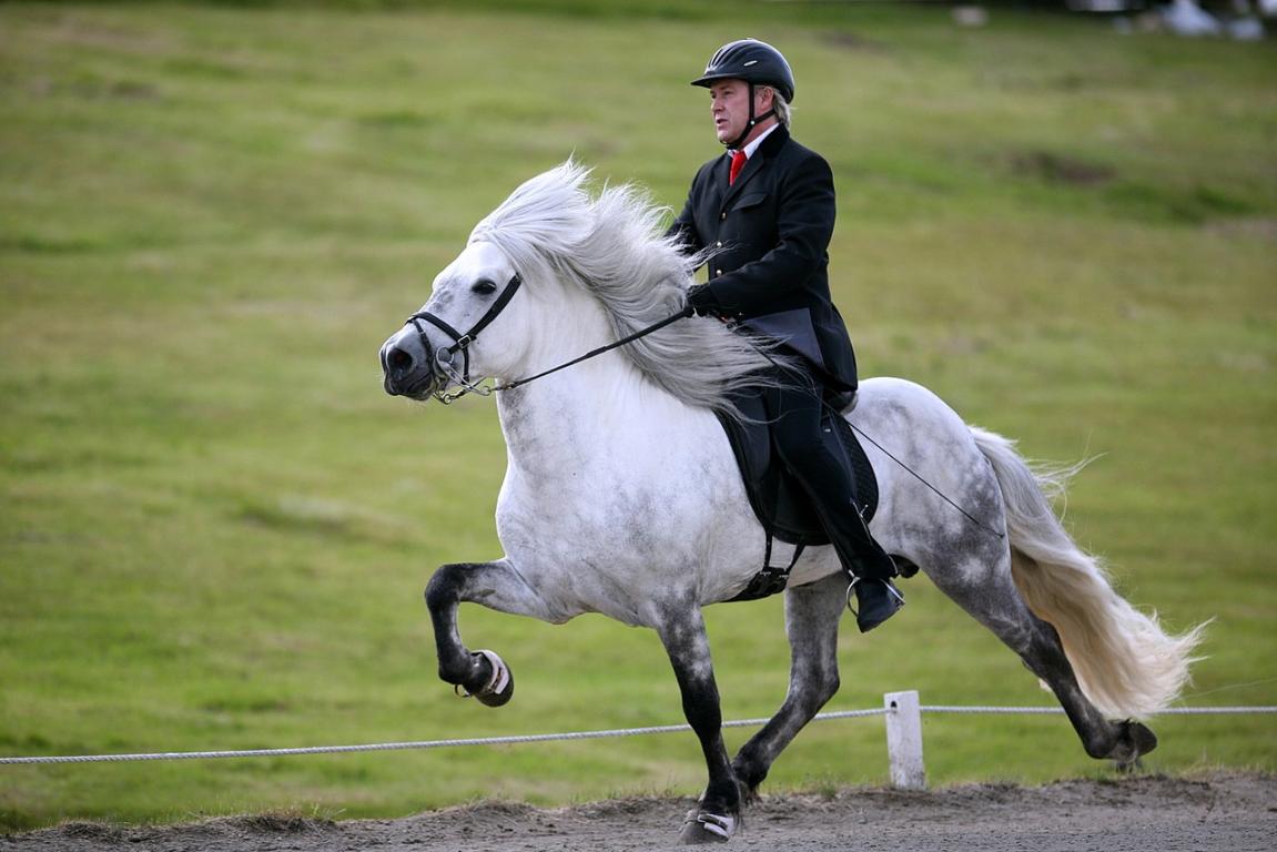 Guðmundur Arnarson riding Sævar frá Stangarholti (dapple gray) at Tölt, during the Hella Gaited Horse Championship, 2008. - CC BY-SA 2.0 - Photo: Dagur Brynjólfsson