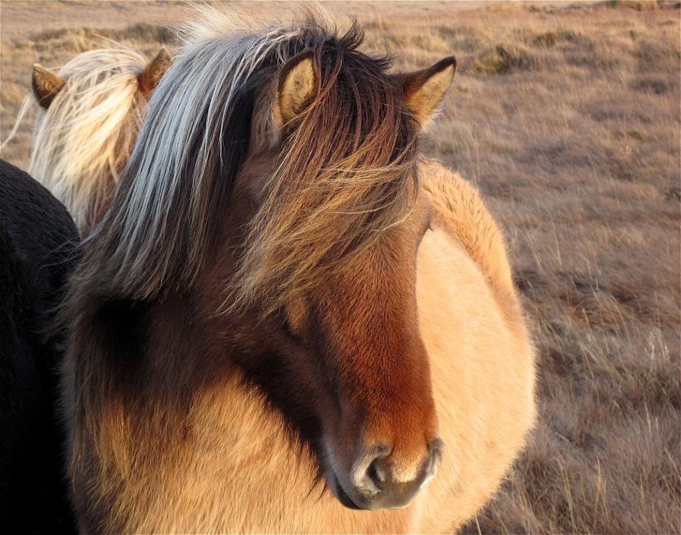 Icelandic horse with its thick winter coat. - CC BY 2.0 - Photo: Alan Levine