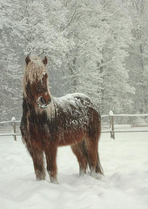 Icelandic horse in the snow - Domaine public - Photo : Thduke
