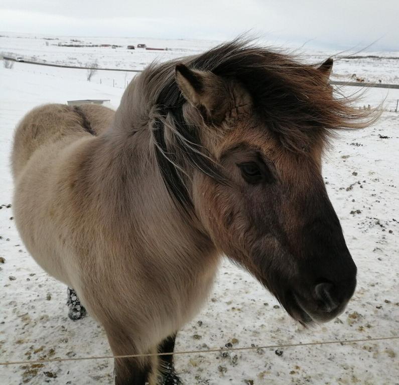 Icelandic horse in winter. - CC BY 4.0 - Photo: Guislin
