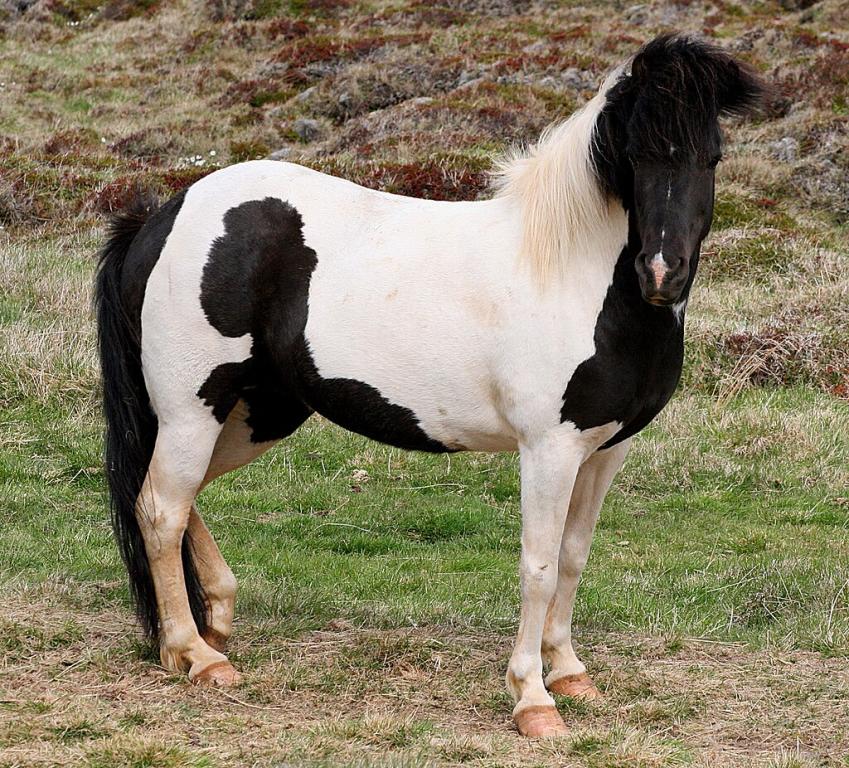 Icelandic black and white coat. - CC BY 2.0 - Photo: Elma