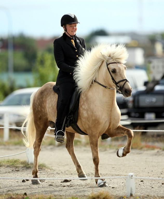 An Icelandic palomino practicing tölt. - CC BY-SA 2.0 - Photo: Dagur Brynjólfsson