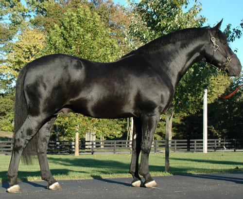 Irish Draught Stallion - CC BY 2.5 - Photo: Losmurfs
