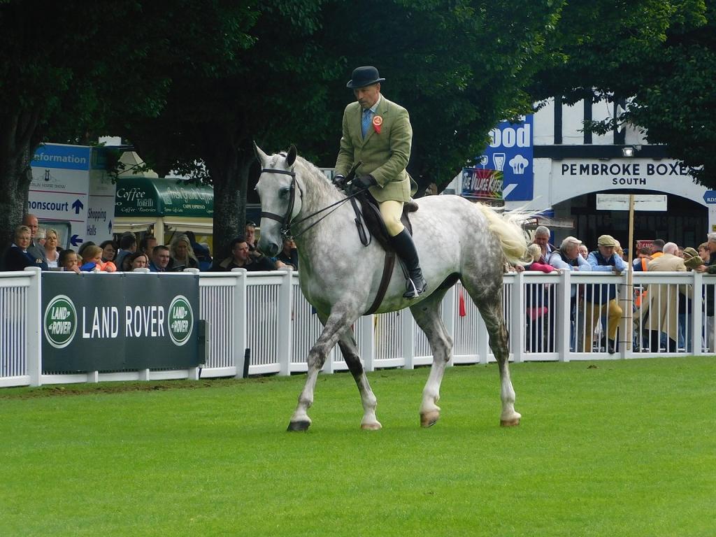 Dublin Horse Show 2017, Class 12 Heavyweight Hunter - Rockrimon Diamond Surprise [IHR 5347865] (Irish Draught Horse). Sire: Gentle Diamond, Dam: Killenana View, Damsire: Corrabawn View. - CC BY-SA 4.0 - Photo : Wasechun tashunka  