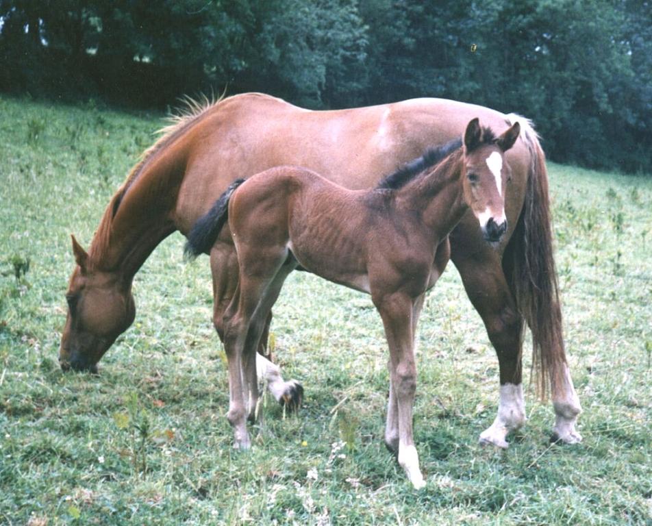 ISH mare and foal in 1989 - Public domain - Photo: Culnacreann