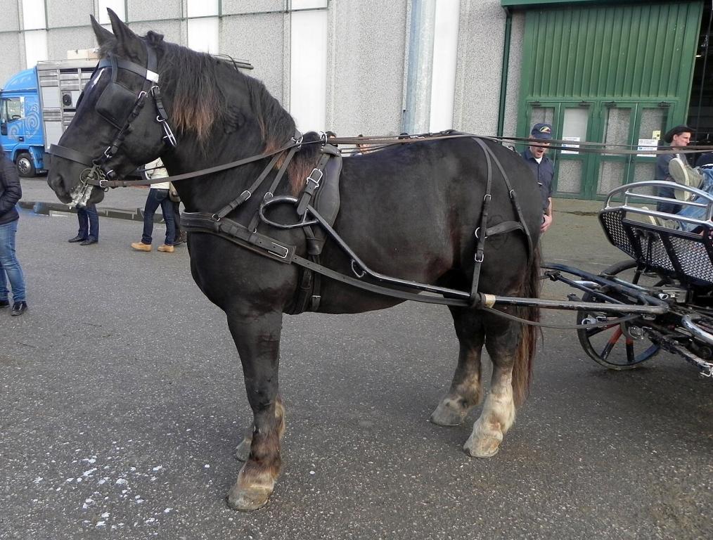 Italian Heavy Draft horse, burnt chestnut, harnessed at the 2014 Fieracavalli. - CC BY-SA 3.0 - Justlettersandnumbers