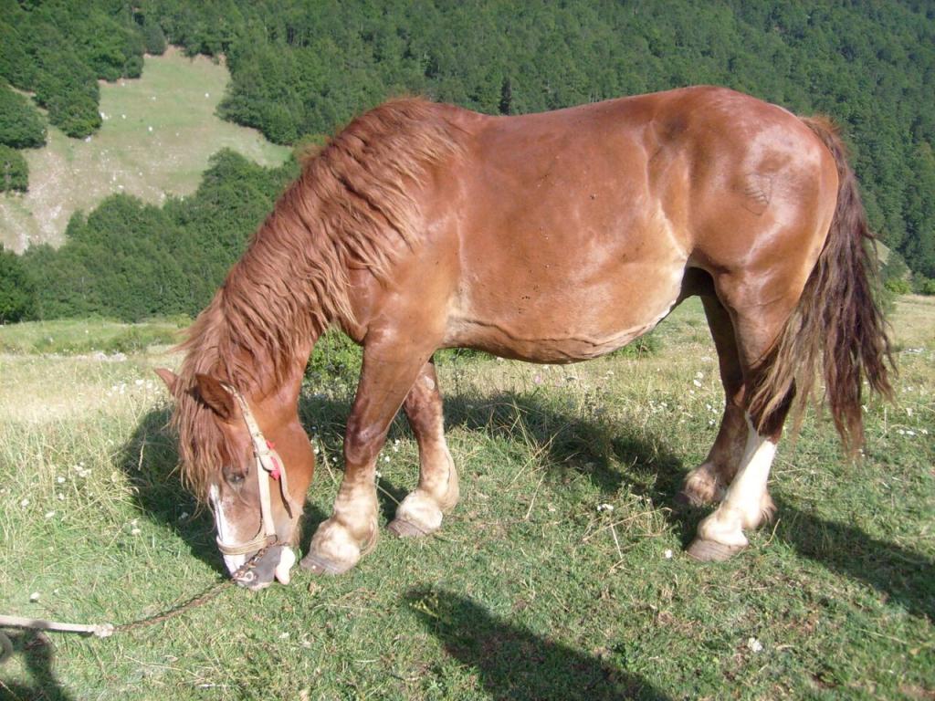 Chestnut Italian Heavy Draft mare, showing the branding on the thigh. - CC BY-SA 3.0 - Annalisa Parisi