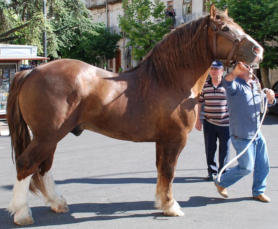 Italian Heavy Draft chestnut, model. - CC BY-SA 2.0 - Salvatore Capalbi from Italy