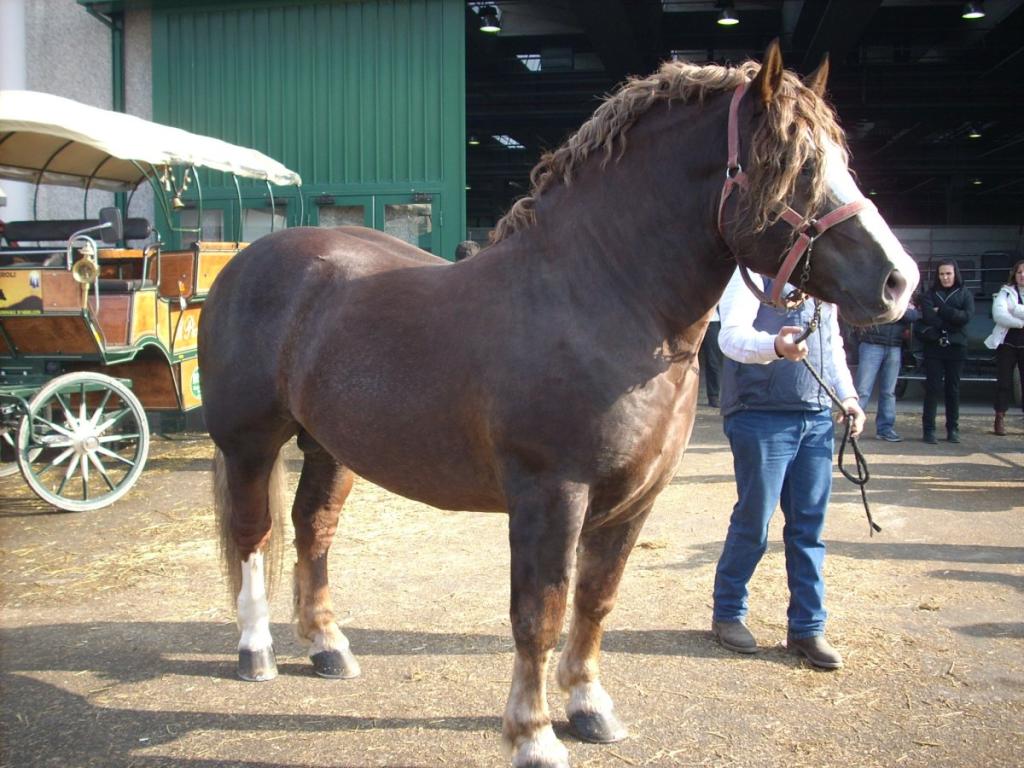 Young Italian Heavy Draft stallion. - CC BY-SA 3.0 - Annalisa Parisi