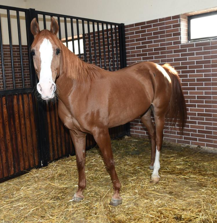 Chestnut Karabakh from the Karabakh Equestrian Complex. - CC BY 4.0 - President.az