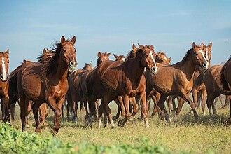 A group of chestnut Karabakh horses at Yashar Guluzade's stud farm in Shaki. - CC0 - Sefer azeri