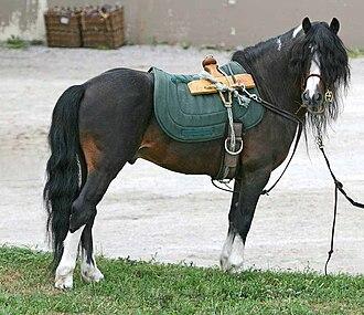 Kerry Bog Pony Stallion - CC BY 2.0 - Photo: Heather Moreton